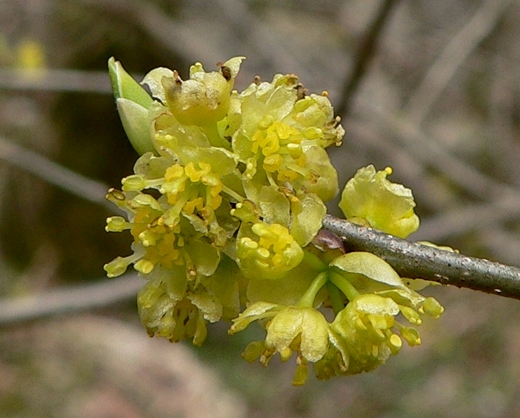 {Lindera benzoin}